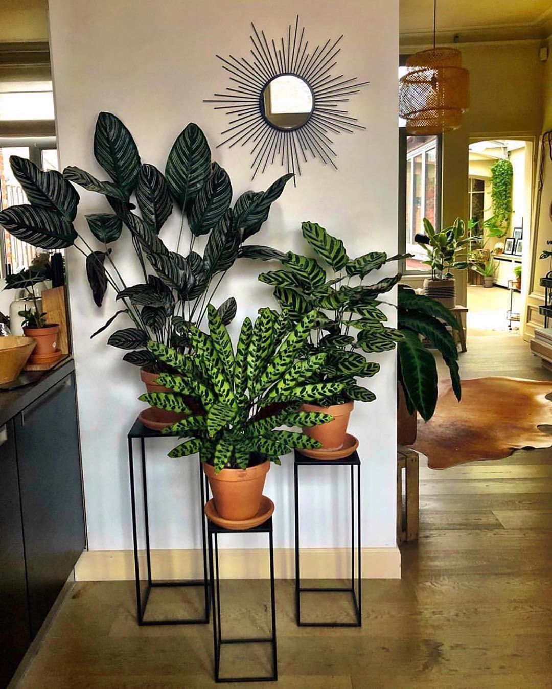 indoor plant decoration