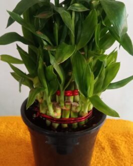 Lucky Bamboo | Gifting Plant | Evergreen Gift | Lively Plant