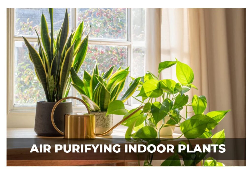 Air purifying indoor plants in trichy